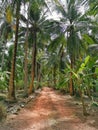 Dirt roadÃ¢â¬â¹ inÃ¢â¬â¹ theÃ¢â¬â¹ park.Green leaves of coconut palm trees standing in bright blue tropical sky,inÃ¢â¬â¹ theÃ¢â¬â¹ garden Royalty Free Stock Photo